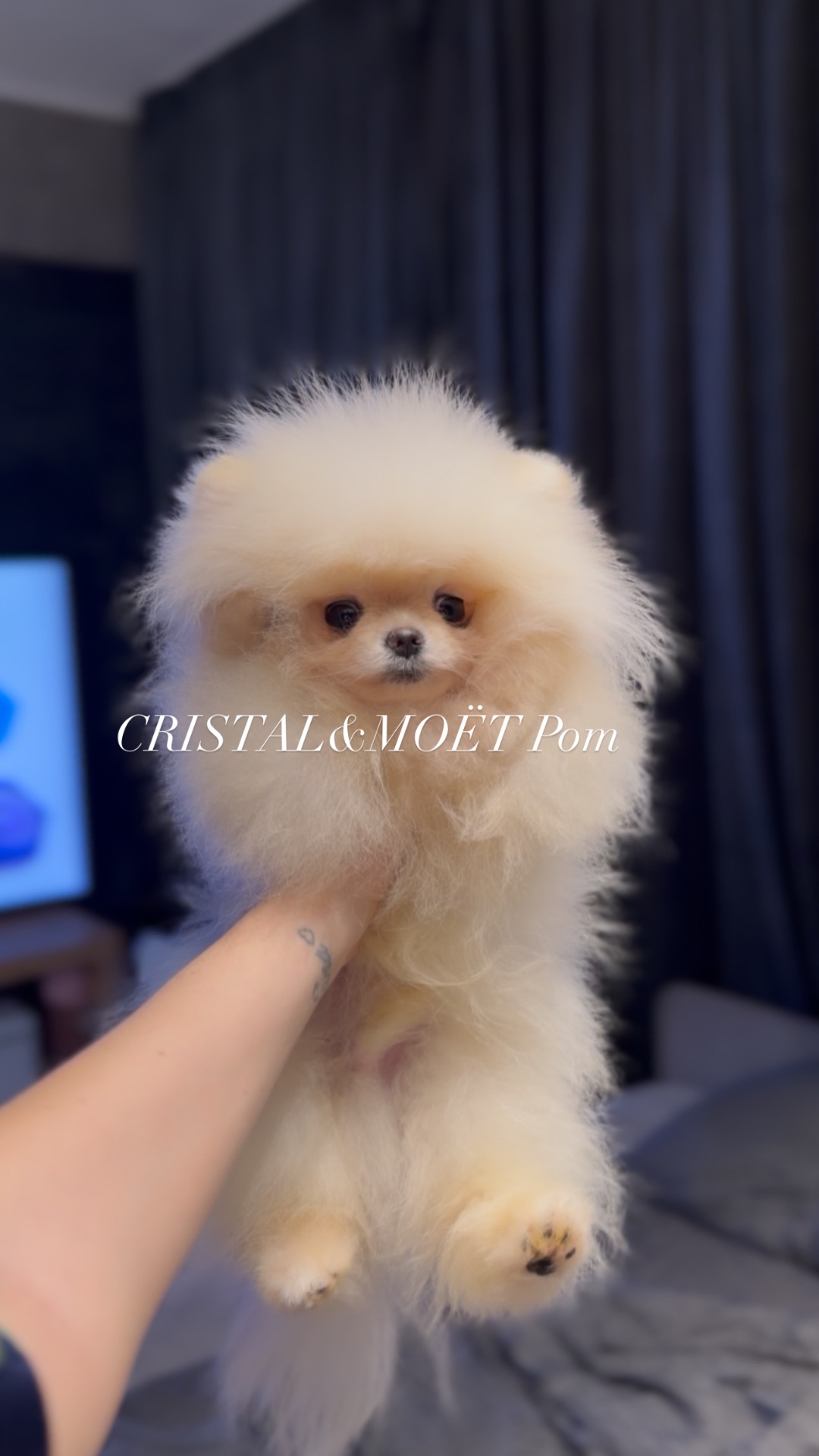 Мальчик померанского шпица, тип мишка