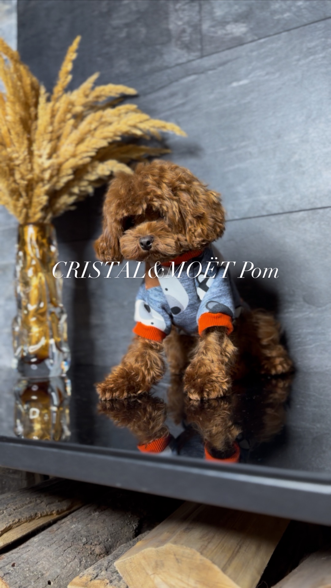 Мальчик кавапу (мальтипу) размер мини, до 2,5кг, редбраун, бебифейс, 10 месяцев