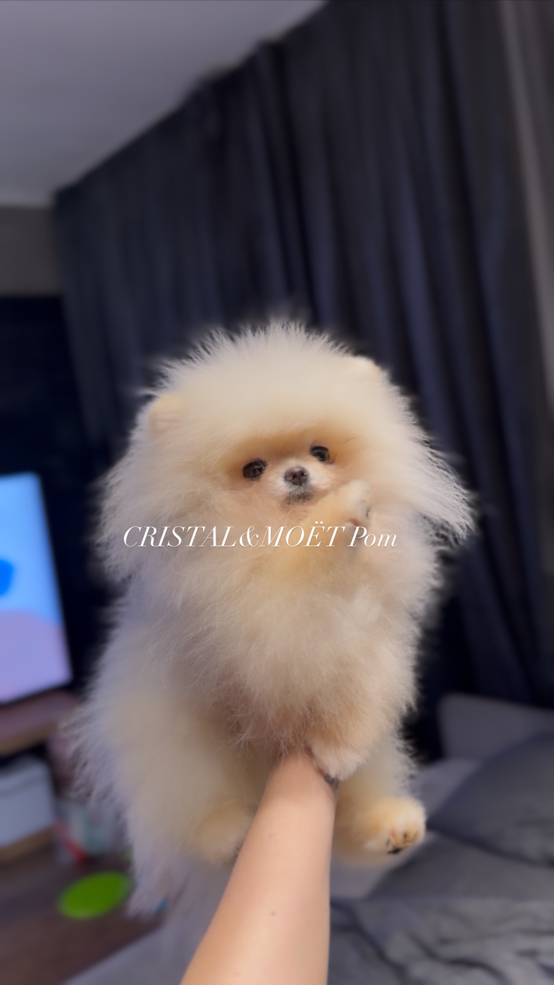 Мальчик померанского шпица, тип мишка