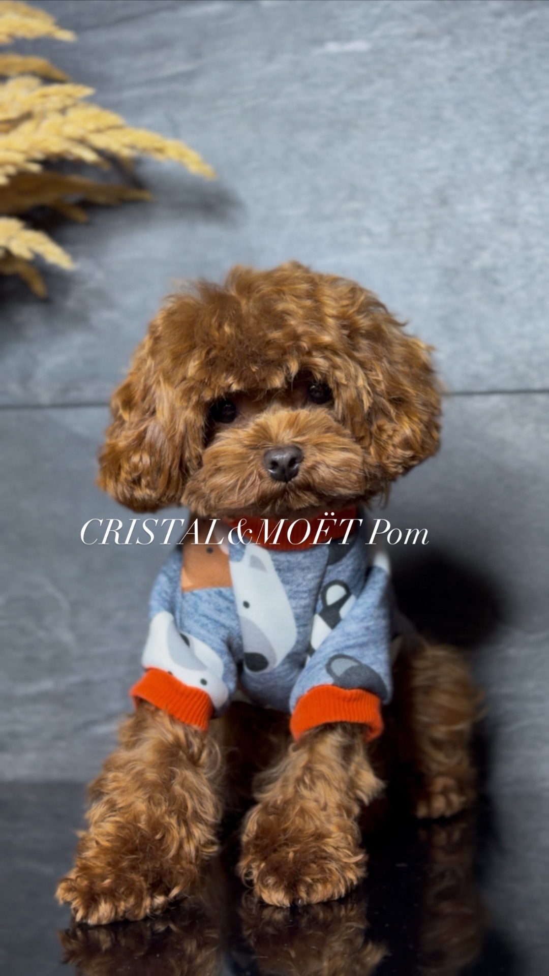 Мальчик кавапу (мальтипу) размер мини, до 2,5кг, редбраун, бебифейс, 10 месяцев