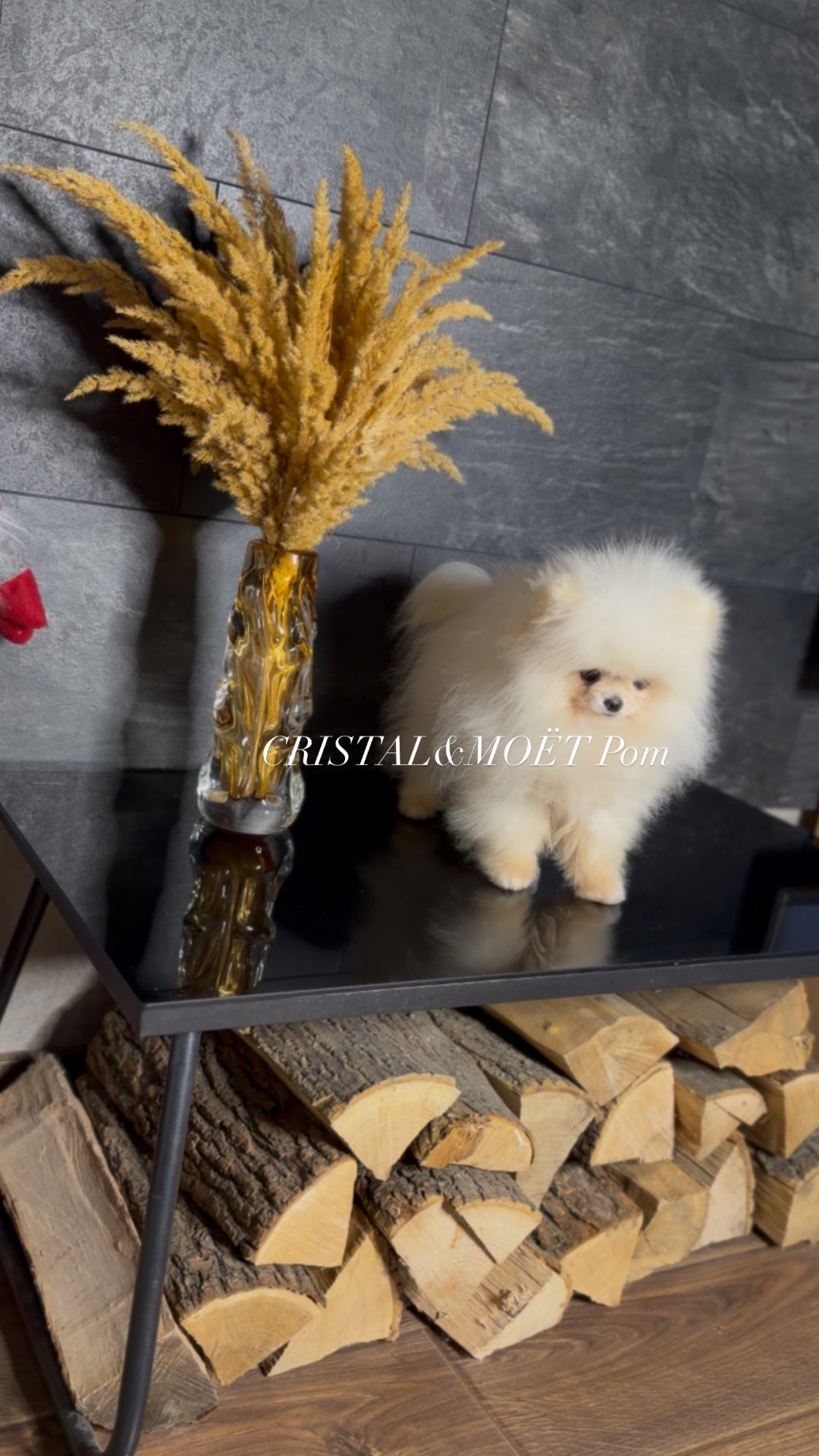 Мальчик померанского шпица, тип мишка