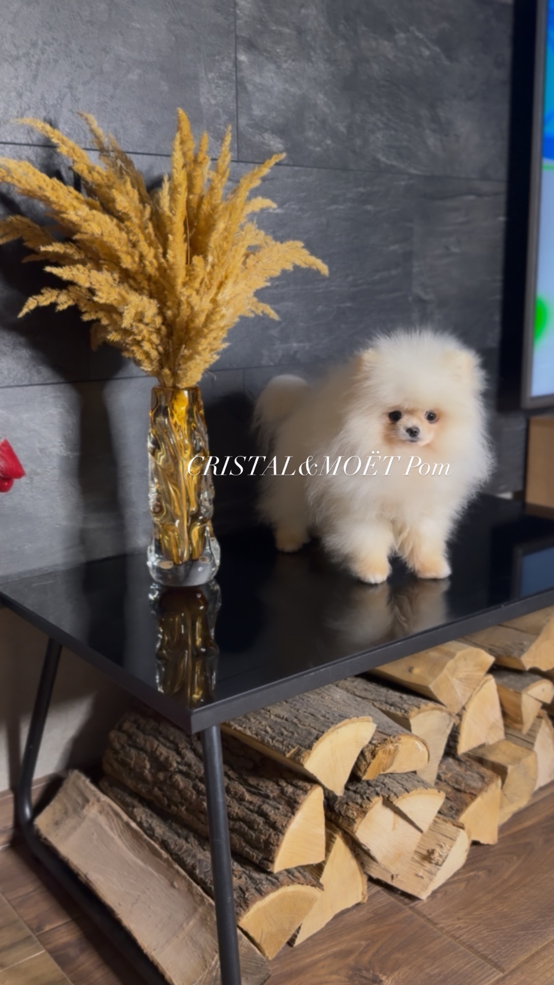 Мальчик померанского шпица, тип мишка