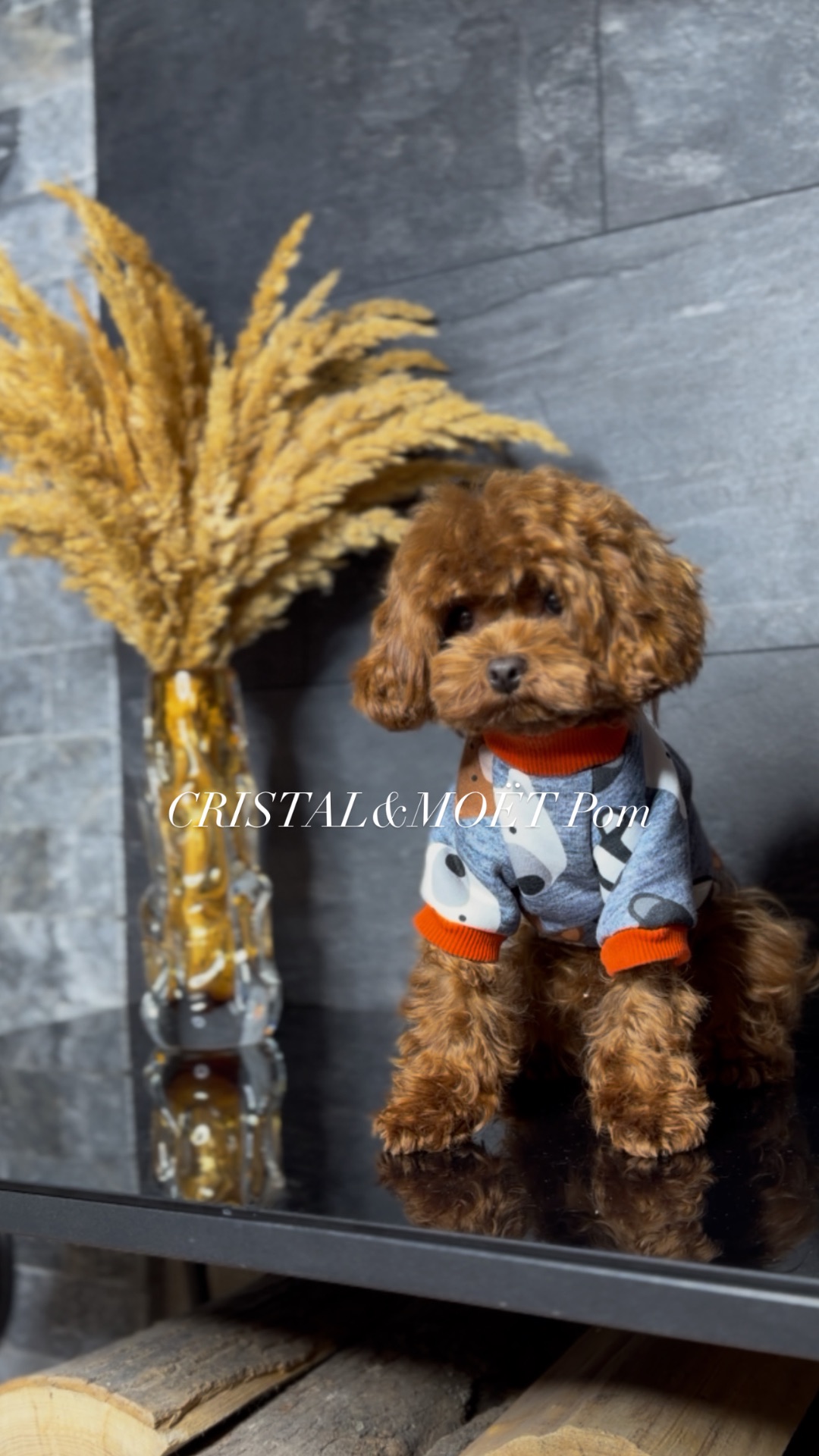 Мальчик кавапу (мальтипу) размер мини, до 2,5кг, редбраун, бебифейс, 10 месяцев