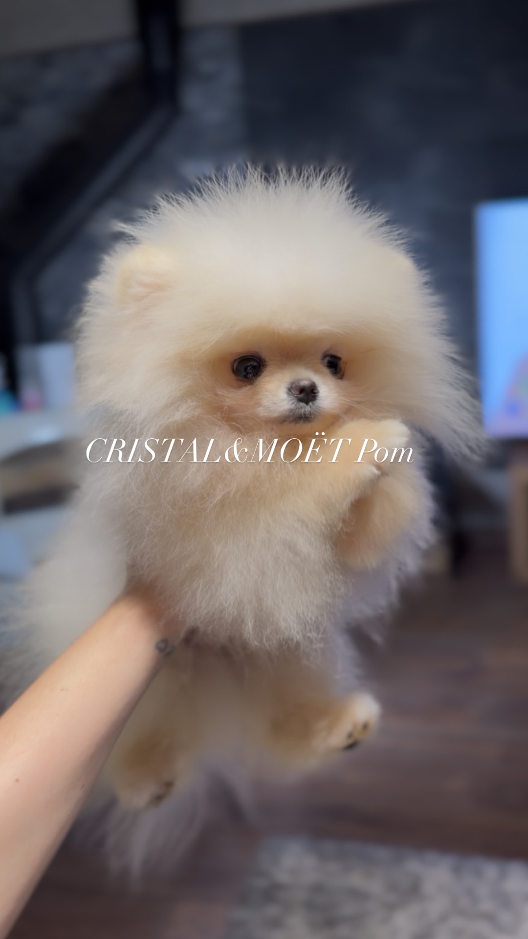 Мальчик померанского шпица, тип мишка