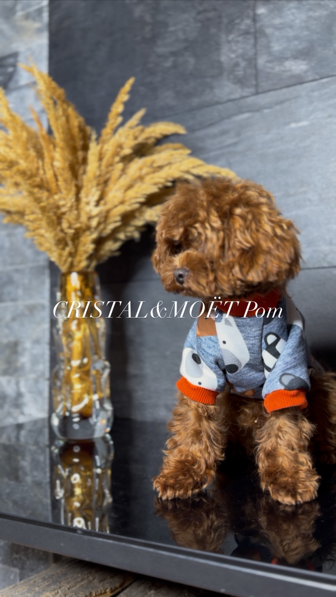 Мальчик кавапу (мальтипу) размер мини, до 2,5кг, редбраун, бебифейс, 10 месяцев