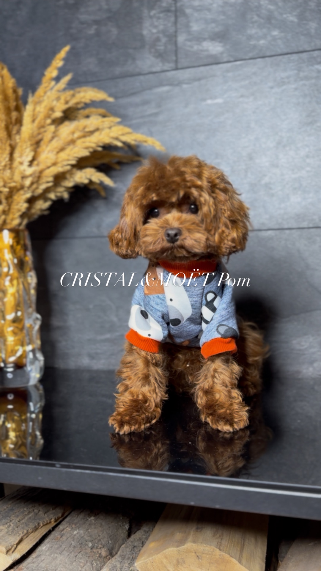 Мальчик кавапу (мальтипу) размер мини, до 2,5кг, редбраун, бебифейс, 10 месяцев