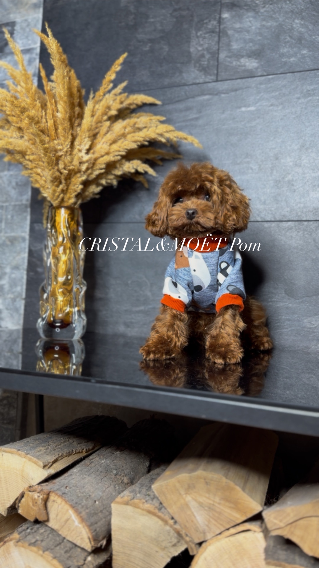 Мальчик кавапу (мальтипу) размер мини, до 2,5кг, редбраун, бебифейс, 10 месяцев