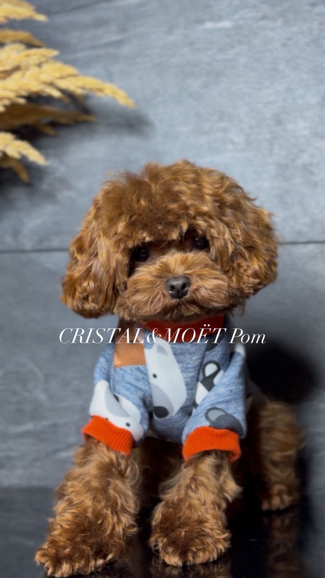 Мальчик кавапу (мальтипу) размер мини, до 2,5кг, редбраун, бебифейс, 10 месяцев