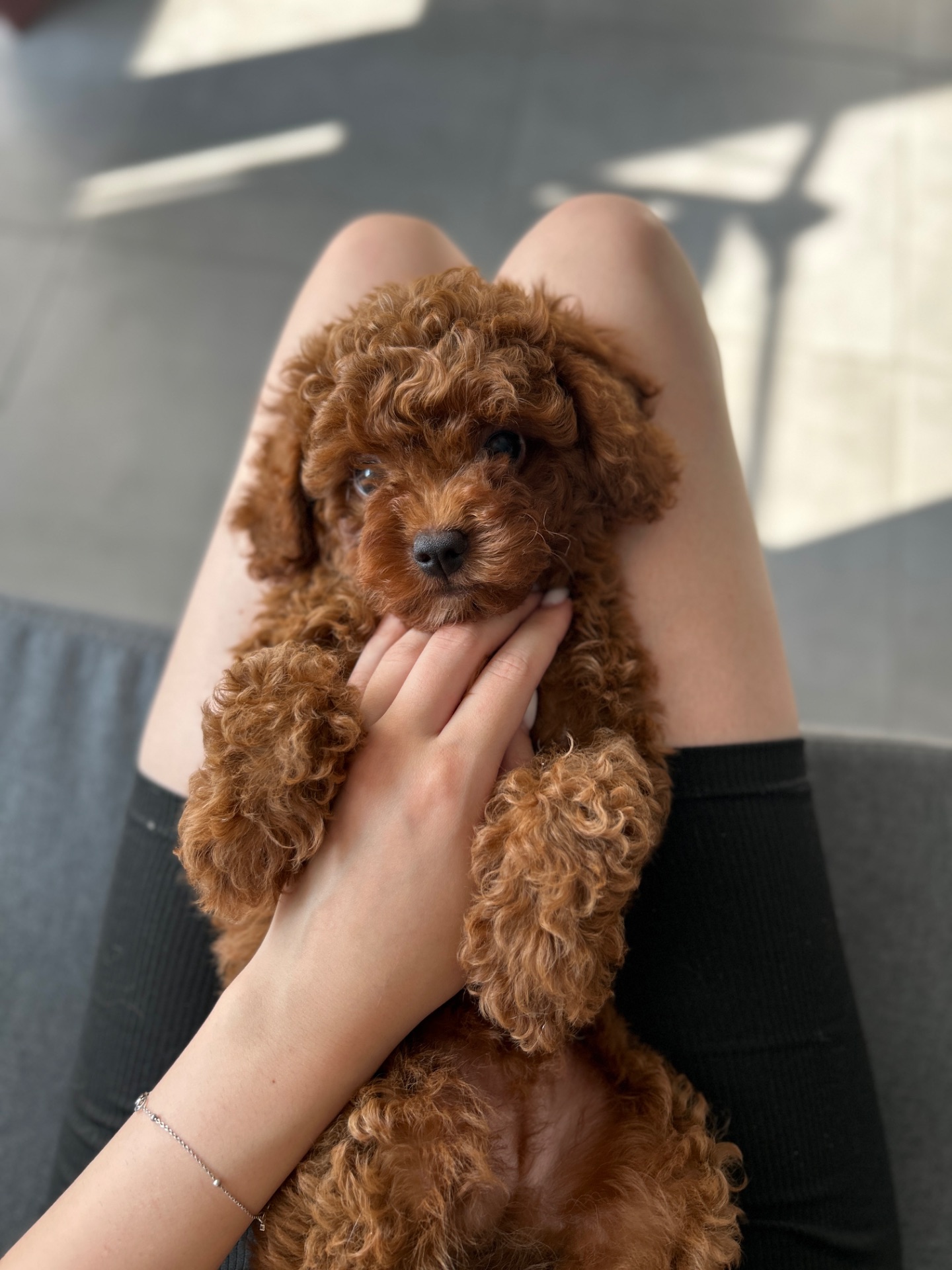 Красивая малышка мальтипу ф2 Тедди мишка