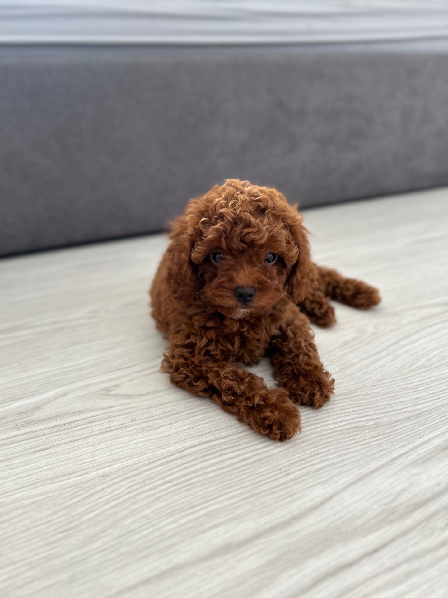 Девочка мальтипу ф2 ред Браун Тедди мишка