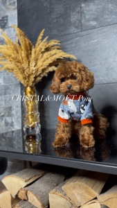 Мальчик кавапу (мальтипу) размер мини, до 2,5кг, редбраун, бебифейс, 10 месяцев