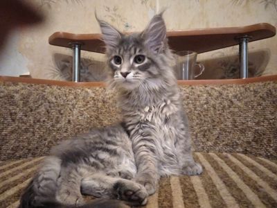 Мейн Кун котята мальчик и девочки