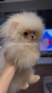 Мальчик померанского шпица, тип мишка