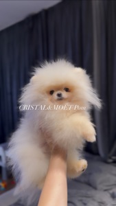 Мальчик померанского шпица, тип мишка