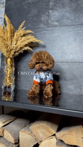 Мальчик кавапу (мальтипу) размер мини, до 2,5кг, редбраун, бебифейс, 10 месяцев