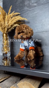 Мальчик кавапу (мальтипу) размер мини, до 2,5кг, редбраун, бебифейс, 10 месяцев