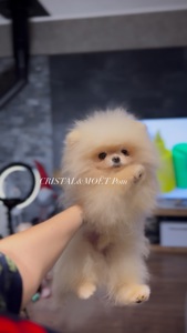 Мальчик померанского шпица, тип мишка