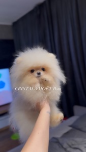 Мальчик померанского шпица, тип мишка