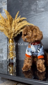 Мальчик кавапу (мальтипу) размер мини, до 2,5кг, редбраун, бебифейс, 10 месяцев