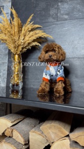 Мальчик кавапу (мальтипу) размер мини, до 2,5кг, редбраун, бебифейс, 10 месяцев