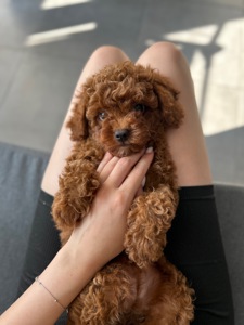 Красивая малышка мальтипу ф2 Тедди мишка