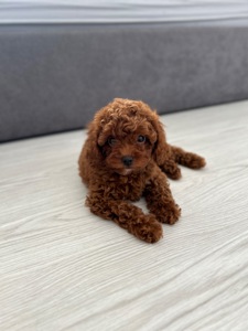 Девочка мальтипу ф2 ред Браун Тедди мишка