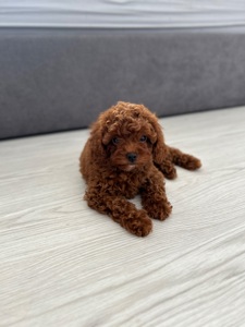 Девочка мальтипу ф2 ред Браун Тедди мишка