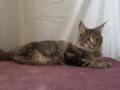 Мейн Кун котята мальчик и девочки