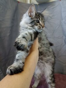 Мейн Кун котята мальчик и девочки