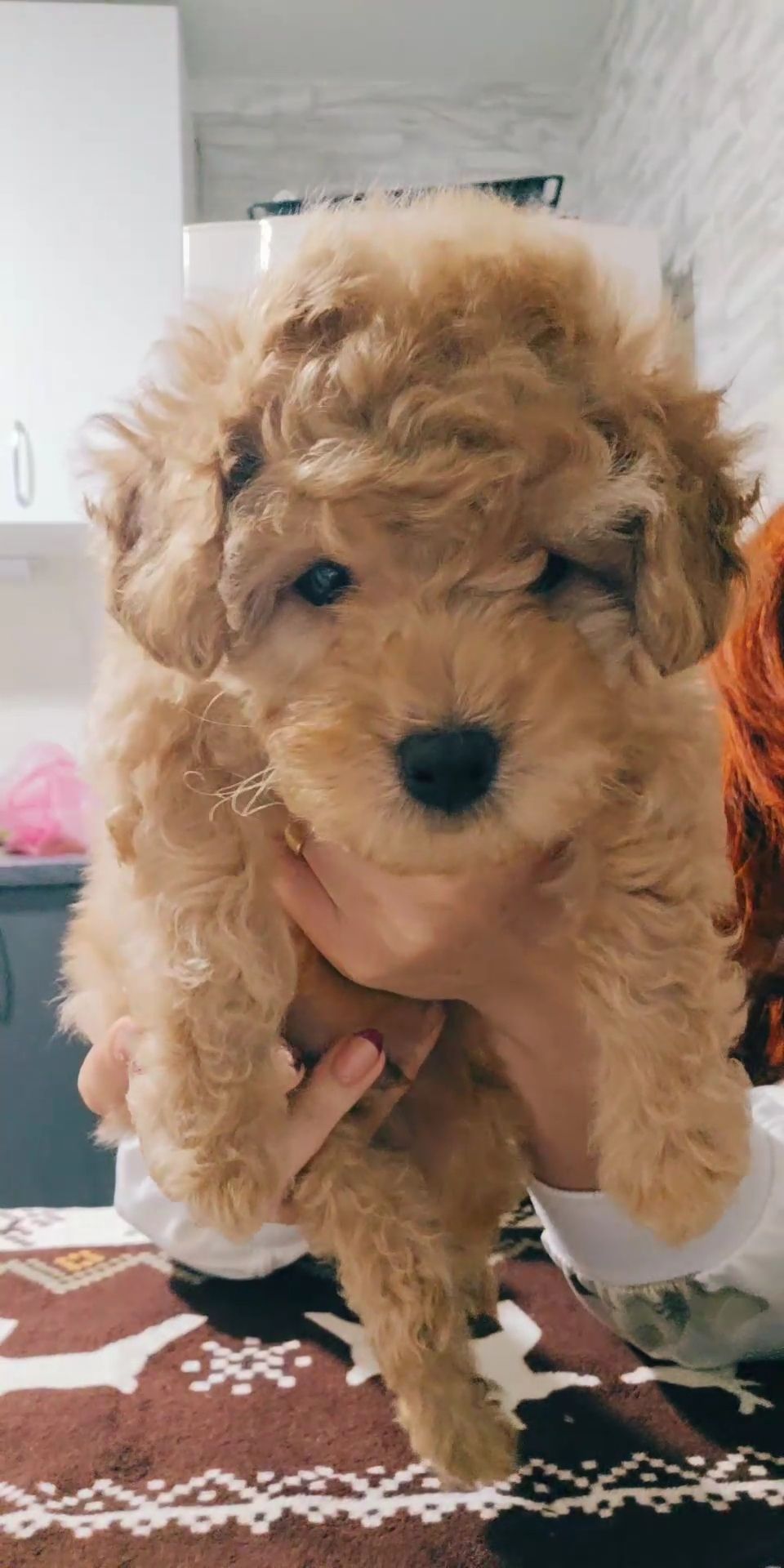 Хлопчик мальтипу