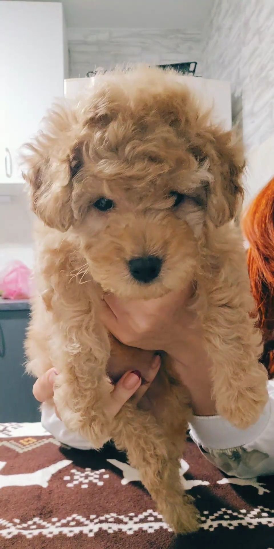 Хлопчик мальтипу