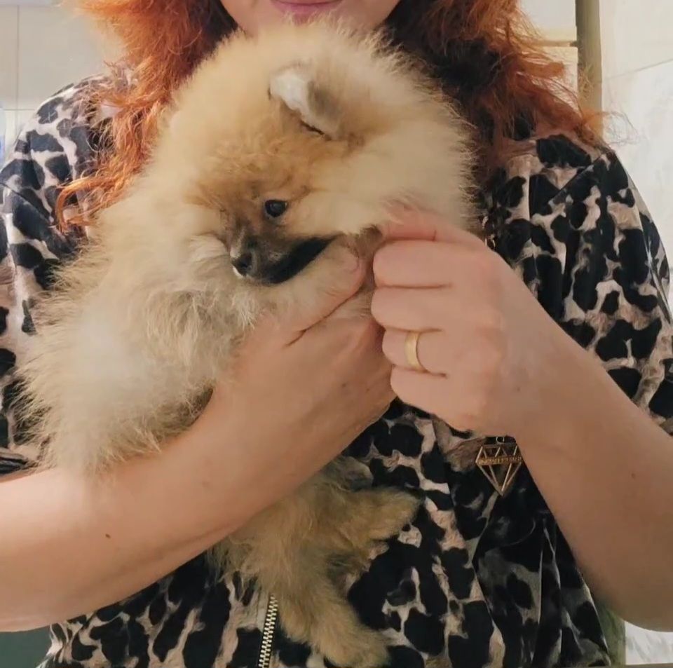 Шпіц хлопчик