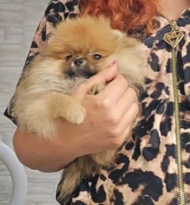 Шпіц хлопчик