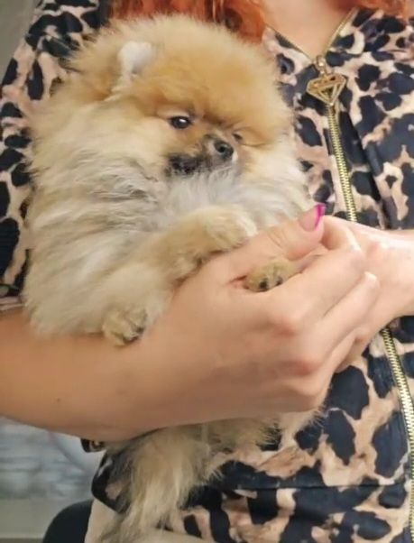 Шпіц хлопчик