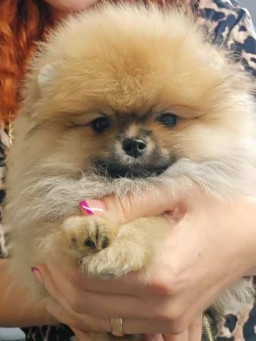 Шпіц хлопчик