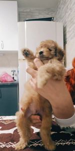 Хлопчик мальтипу