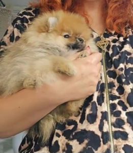 Шпіц хлопчик