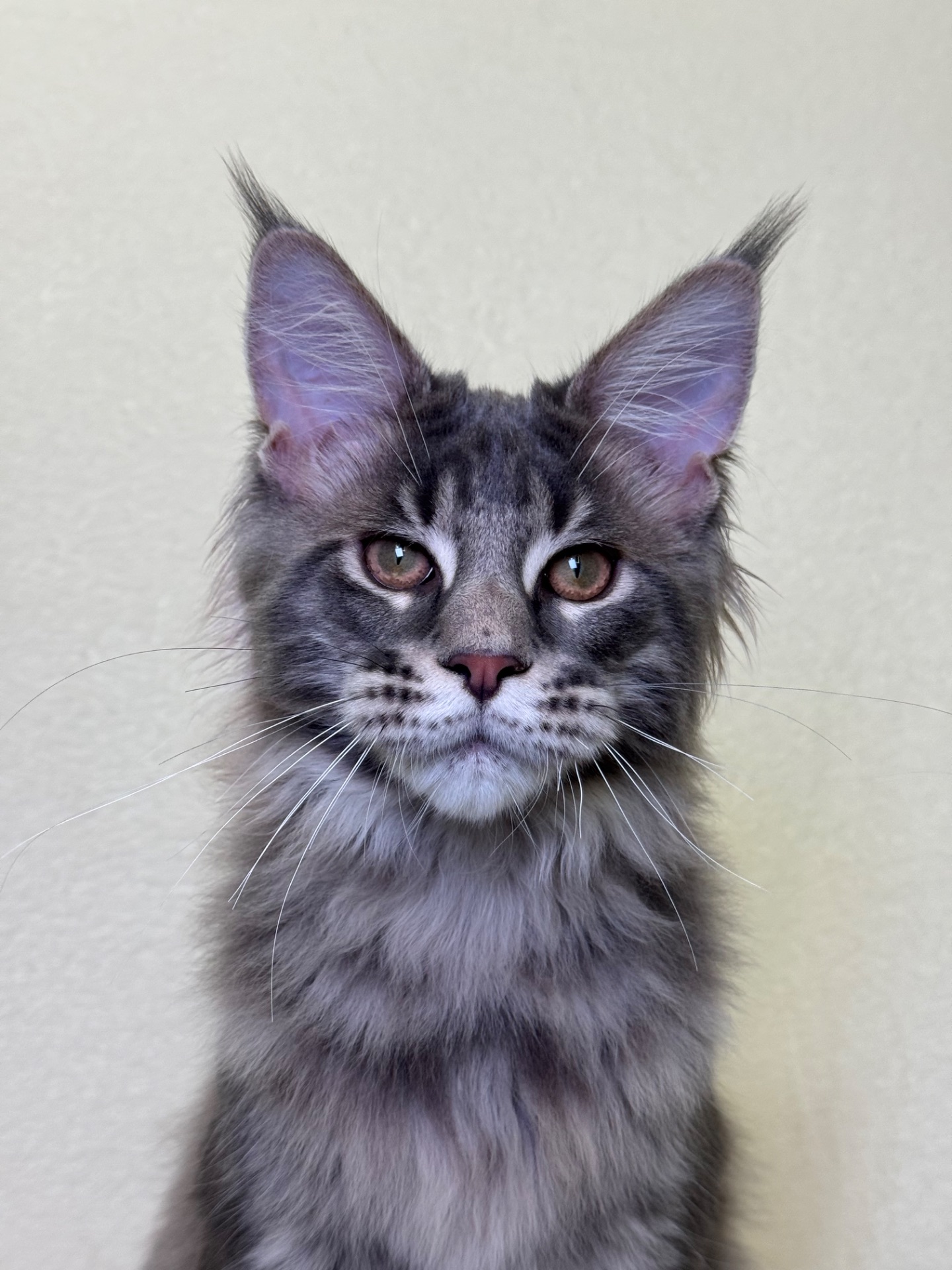 Оскар блакитний хлопчик Мейн кун