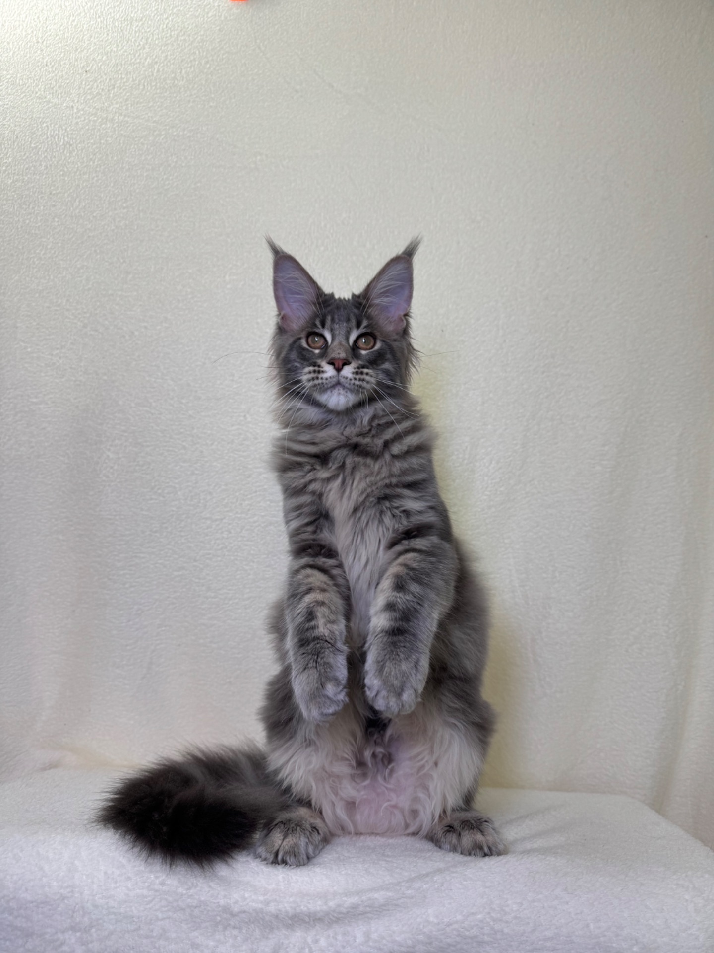 Оскар блакитний хлопчик Мейн кун