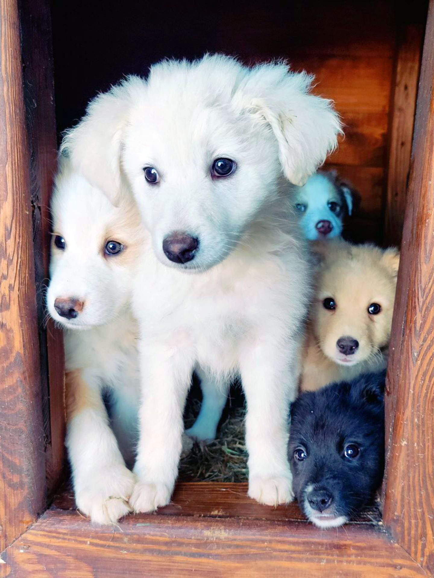 Біле цуценя Шеллі 2-3 міс