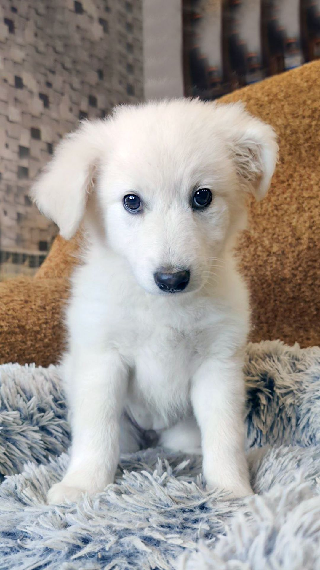 Біле цуценя Шеллі 2-3 міс