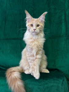 Полідакт хлопчик Мейн кун Орфей