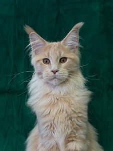 Полідакт хлопчик Мейн кун Орфей