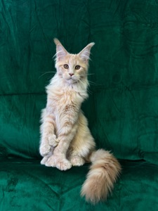 Полідакт хлопчик Мейн кун Орфей