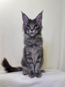 Оскар блакитний хлопчик Мейн кун