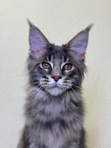 Оскар блакитний хлопчик Мейн кун