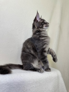 Оскар блакитний хлопчик Мейн кун