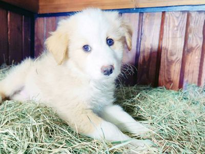 Цуценя Гаврюша 2-3 міс