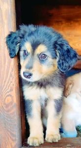 Цуценя Геля 2-3 міс