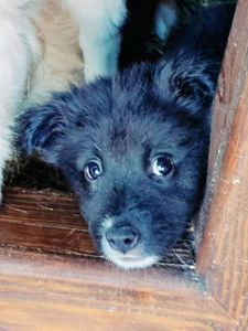 Цуценя Кіра 2-3 міс